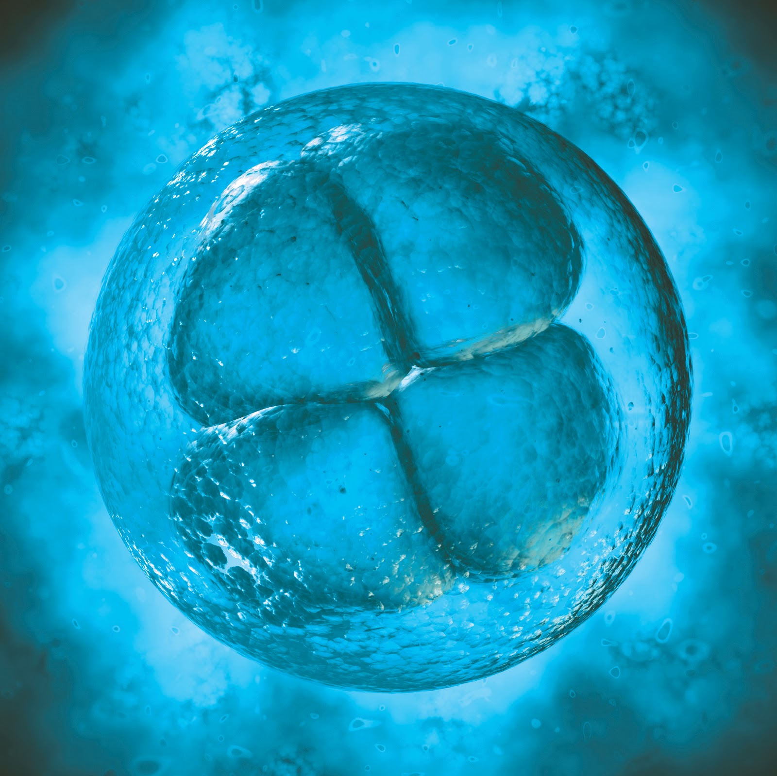 Closeup picture of an embryo